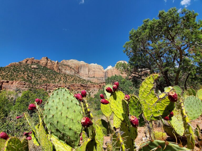 Pa'rus Trail scenery at Zion National Park