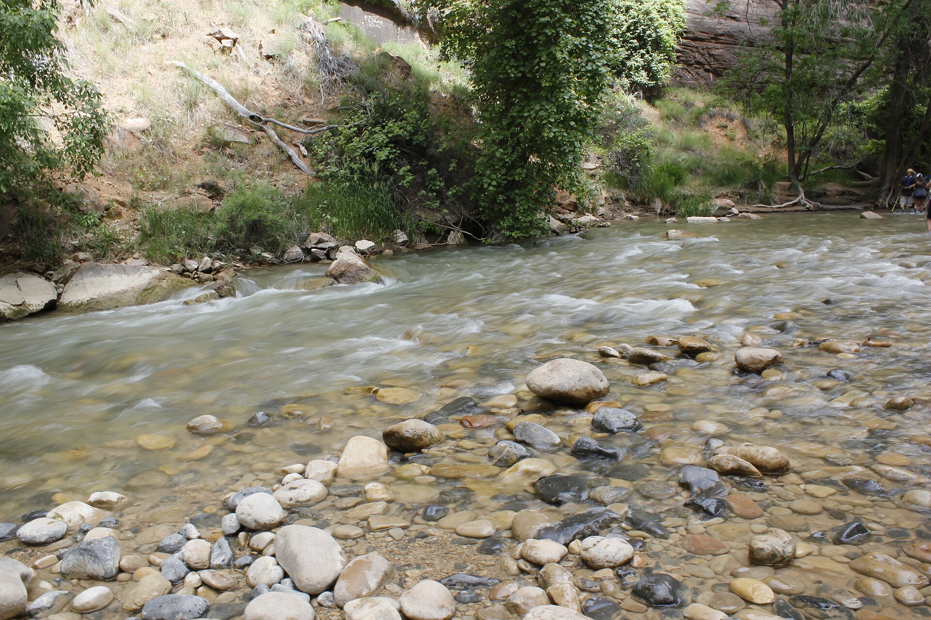 The Virgin River flowing from the Narrows in Zion National Park
